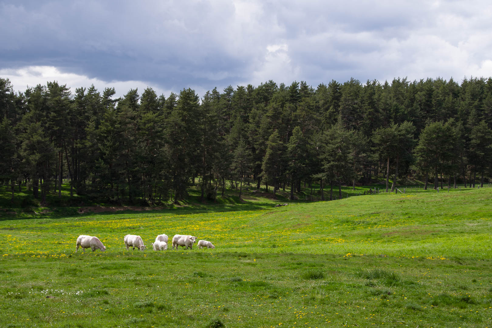 Campagne autour de Saint-Chély-d'Apcher