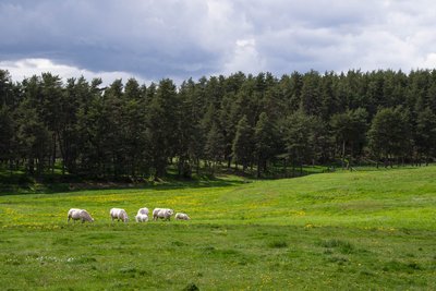 Campagne autour de Saint-Chély-d'Apcher