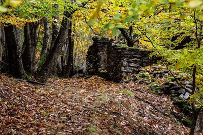 Sentier d'automne