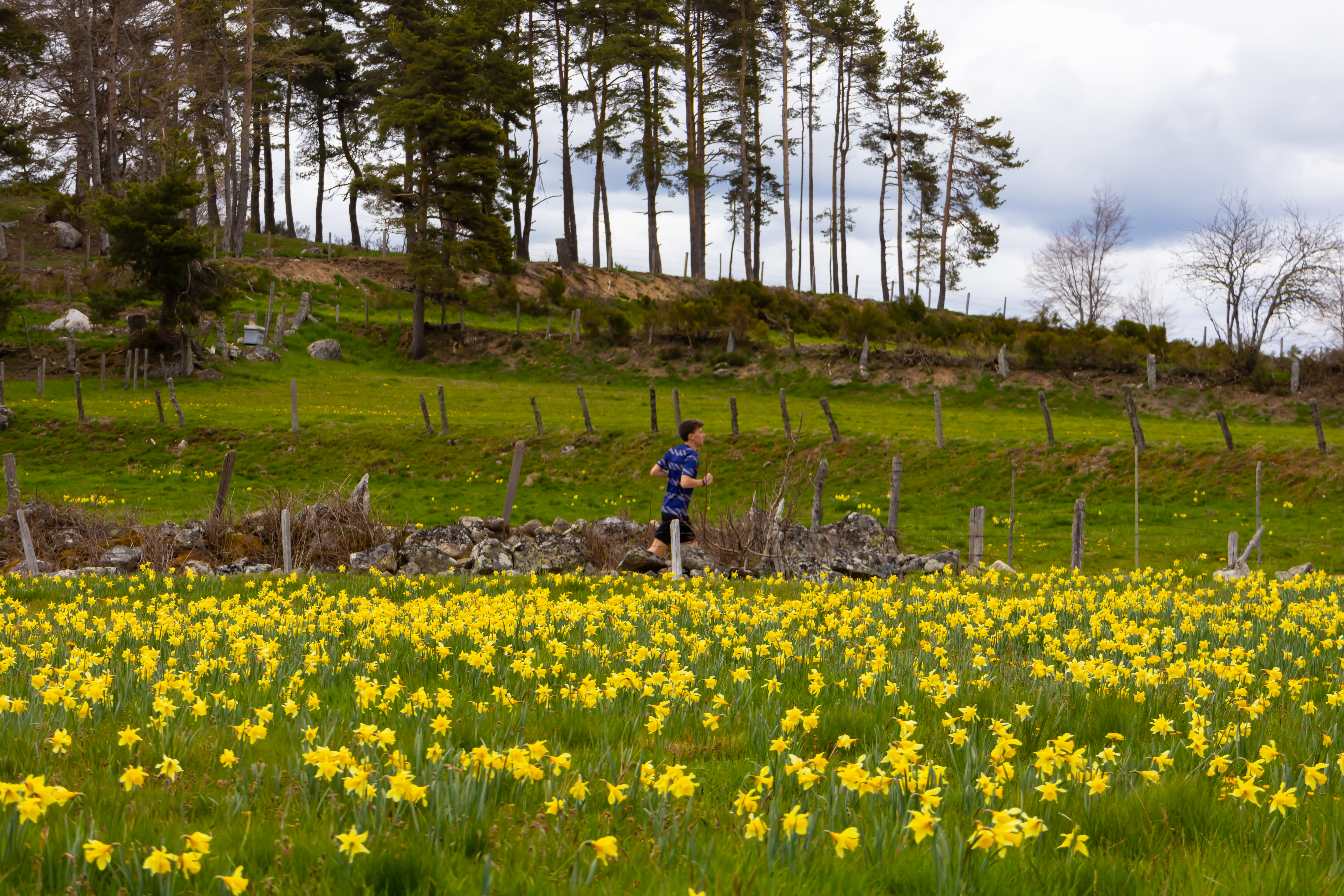 Traileur au milieu des jonquilles