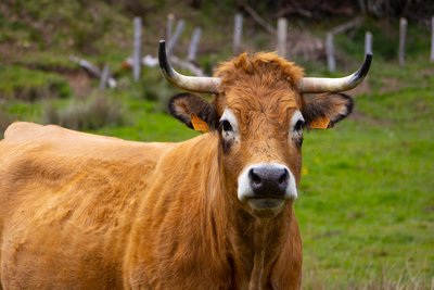 vache de race aubrac