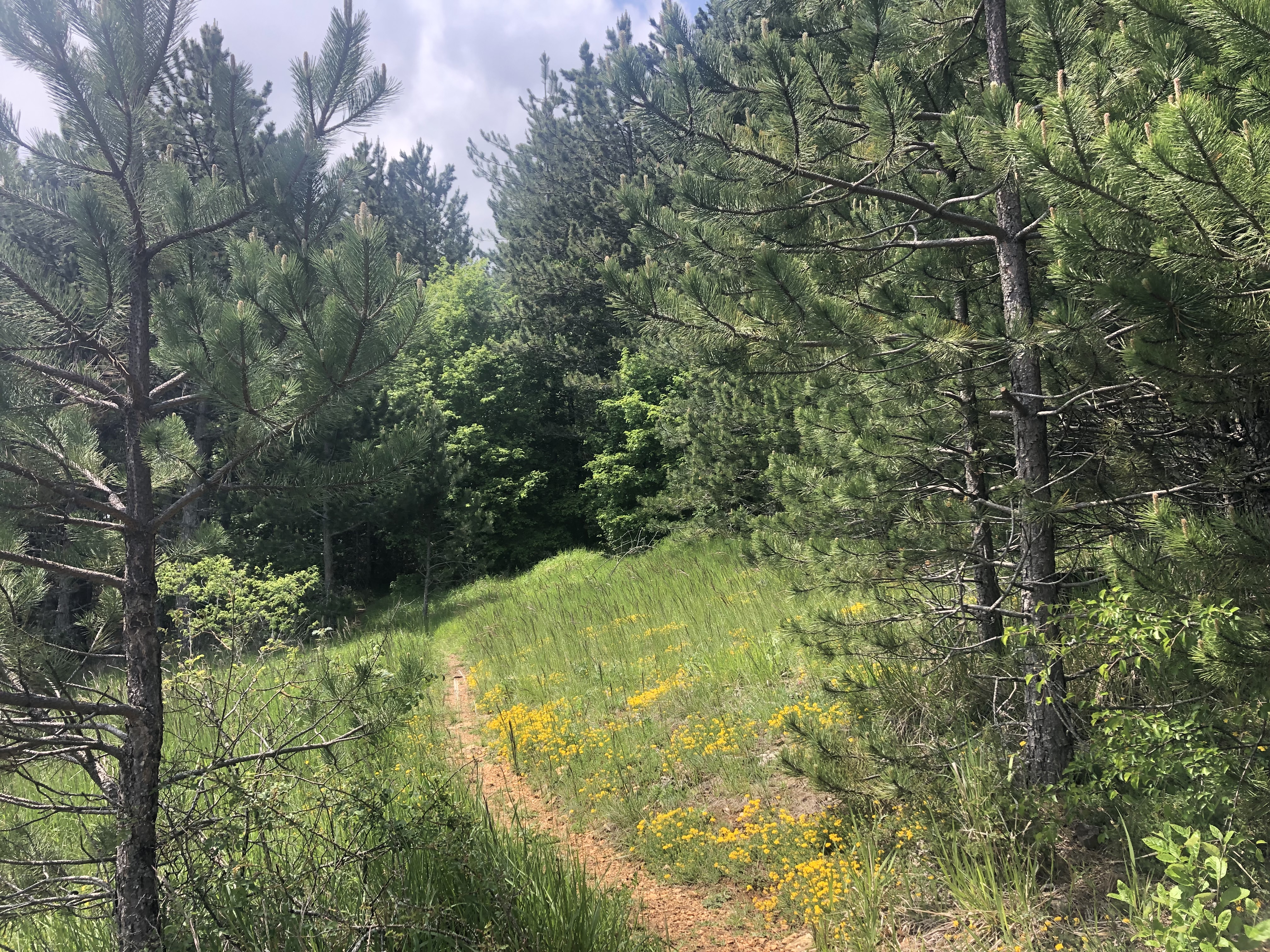 Sentier autour de Mende