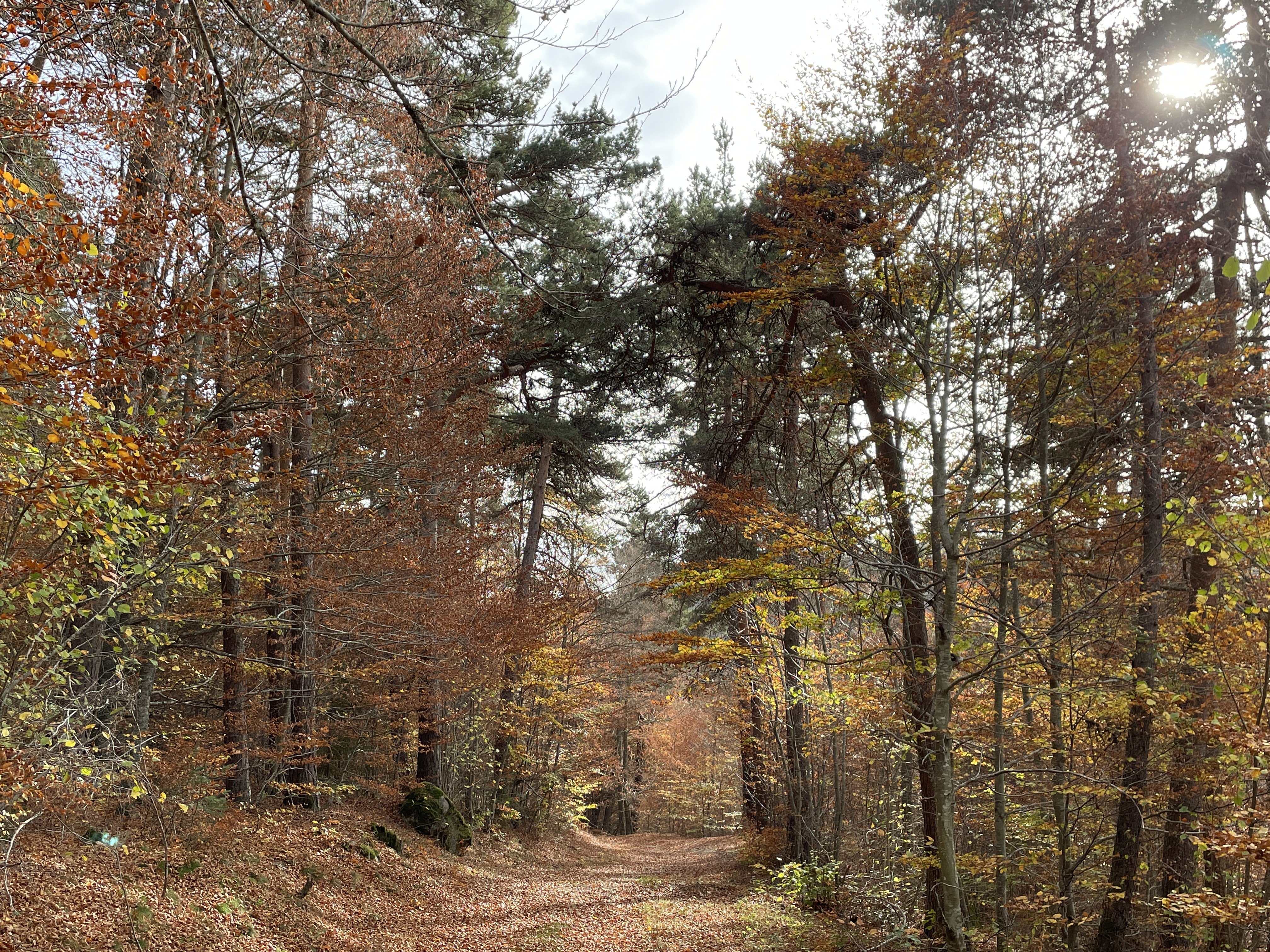 Chemin en Margeride