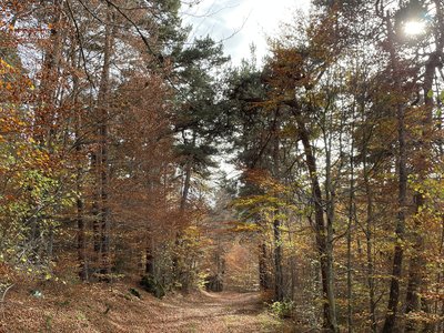 Chemin en Margeride