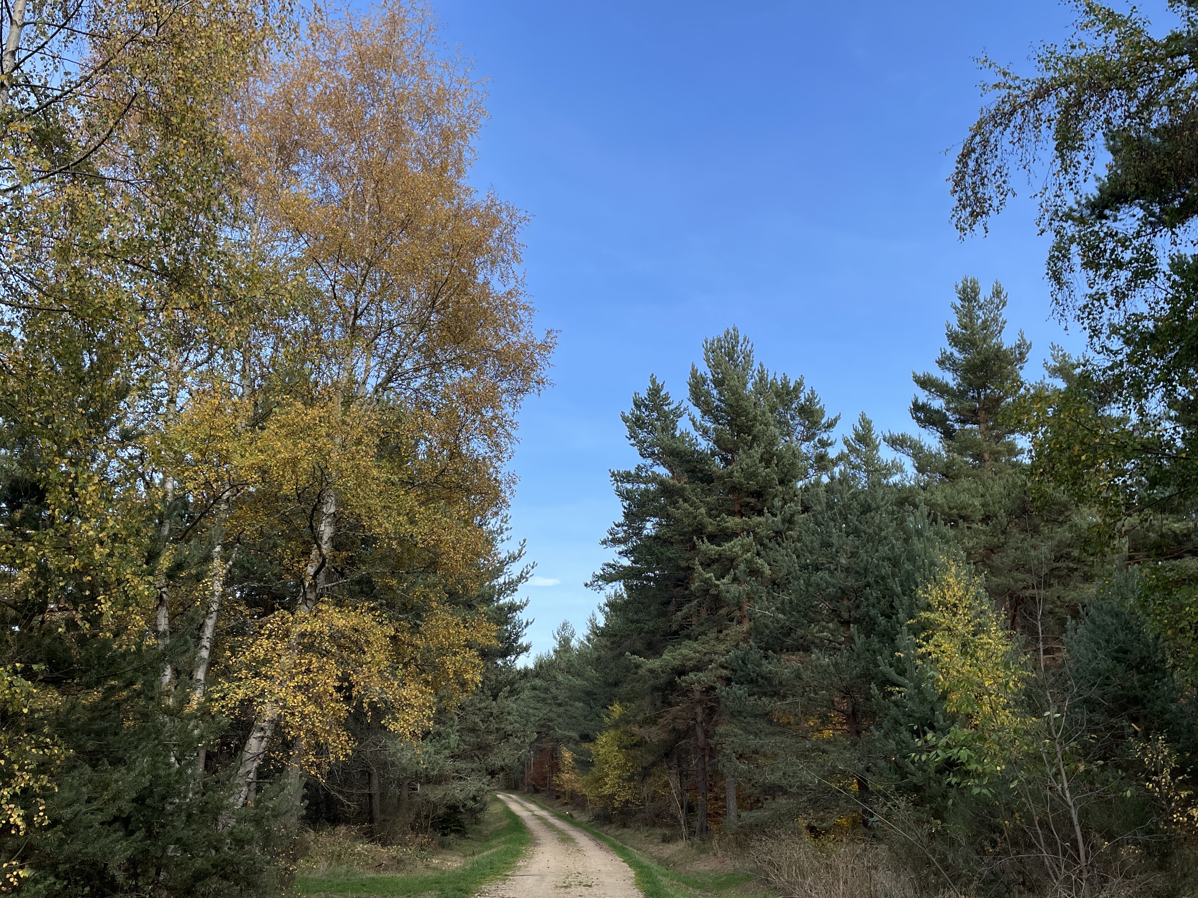 Chemin en forêt