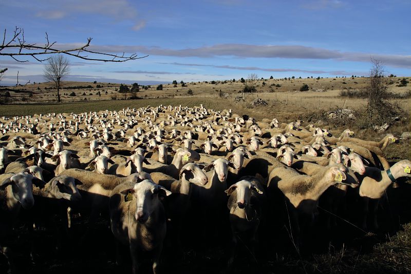 Troupeau de moutons sur le causse de Sauveterre