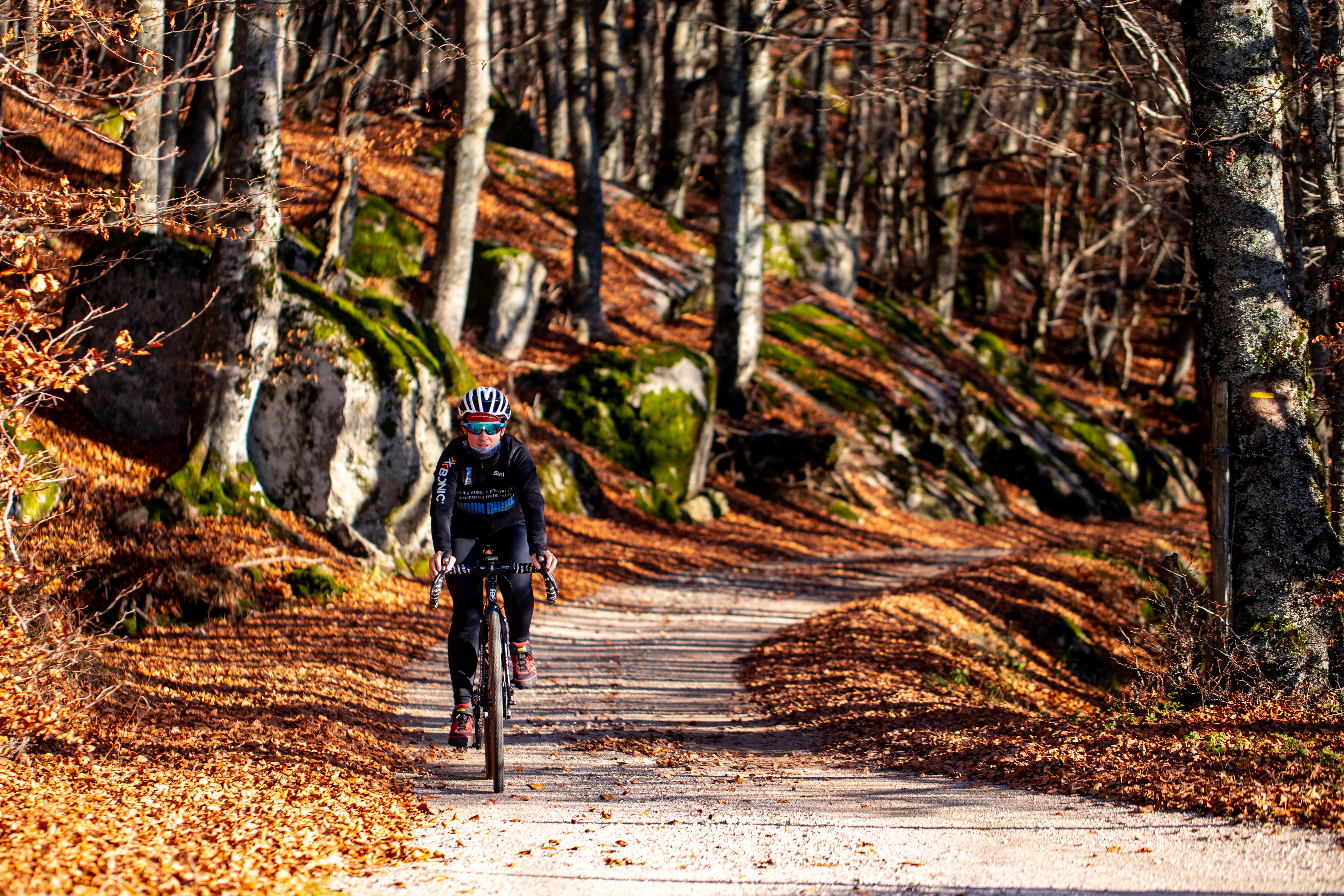 Gravel à travers une forêt d'automne